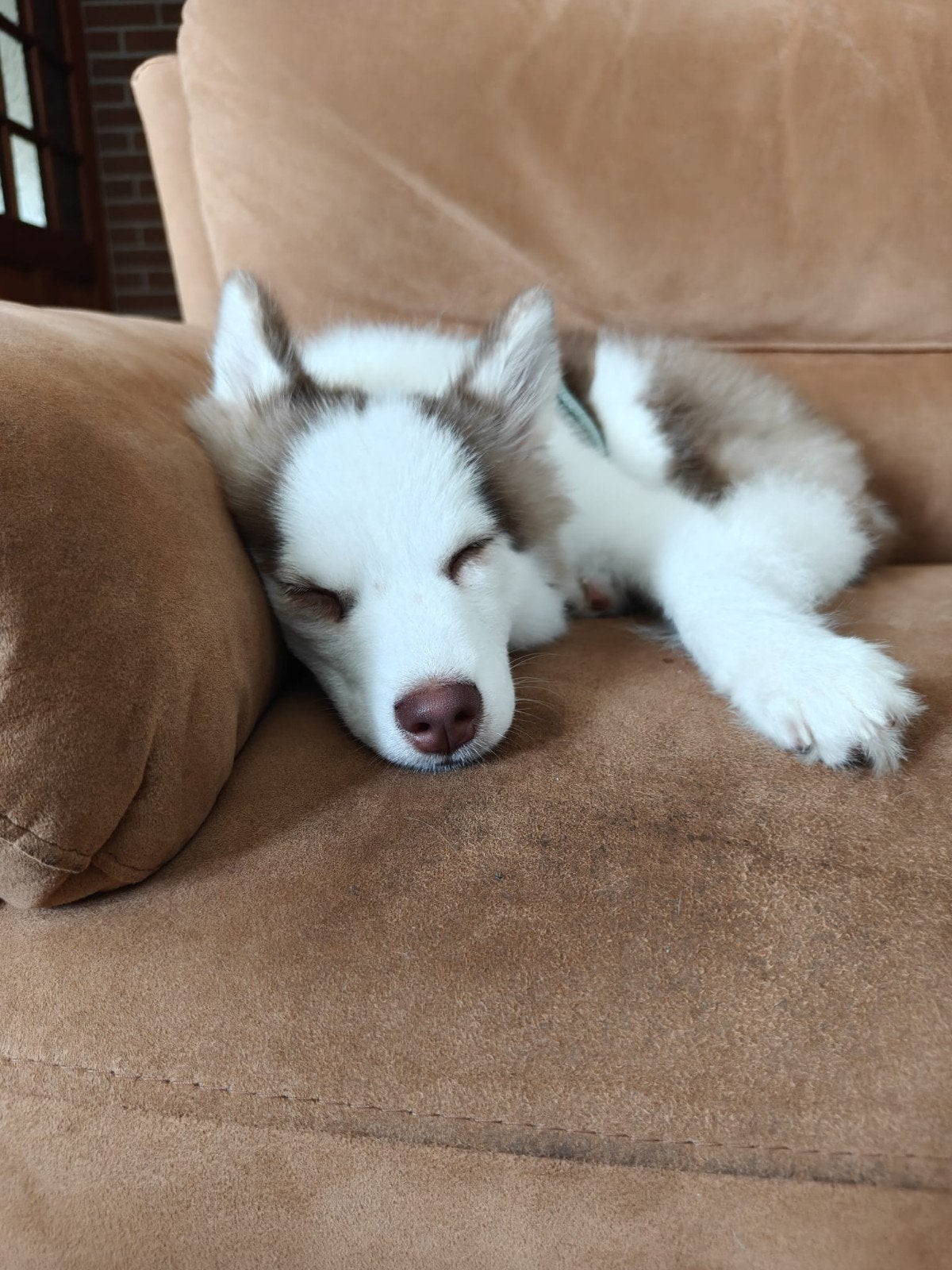 Pomsky/husky, Dieren en Toebehoren, Parvo, 15 weken tot 1 jaar, Teef, Poolhond