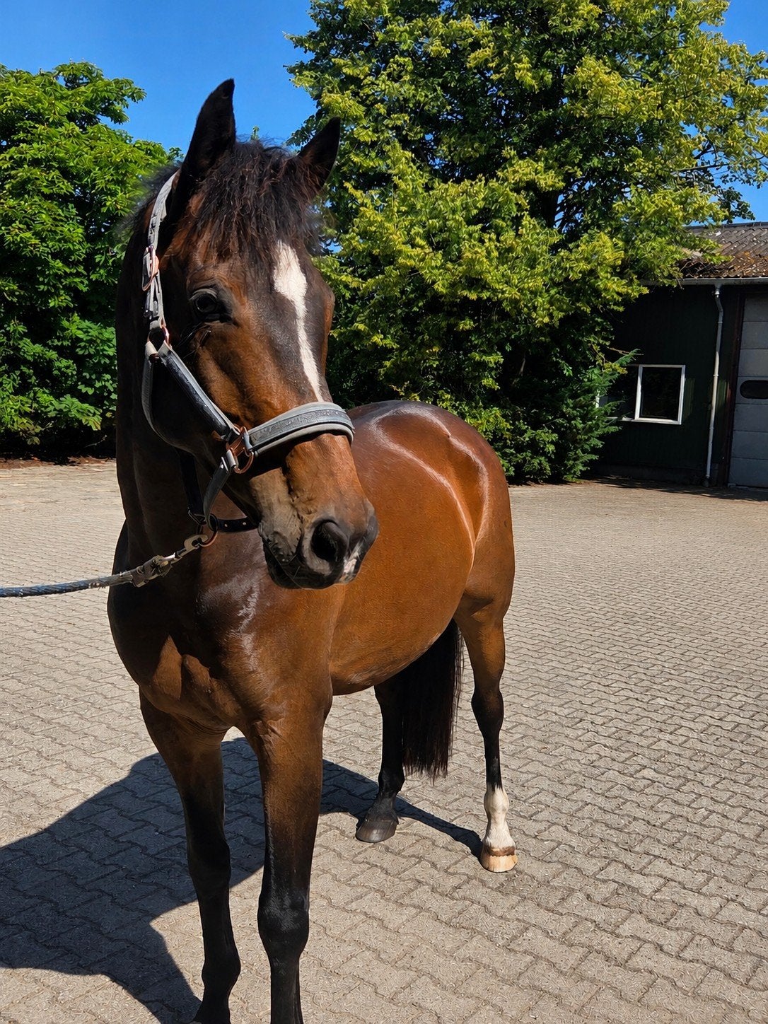 Leuke 11 jarig paard ruin, Dieren en Toebehoren, Paarden, Ruin, Dressuurpaard