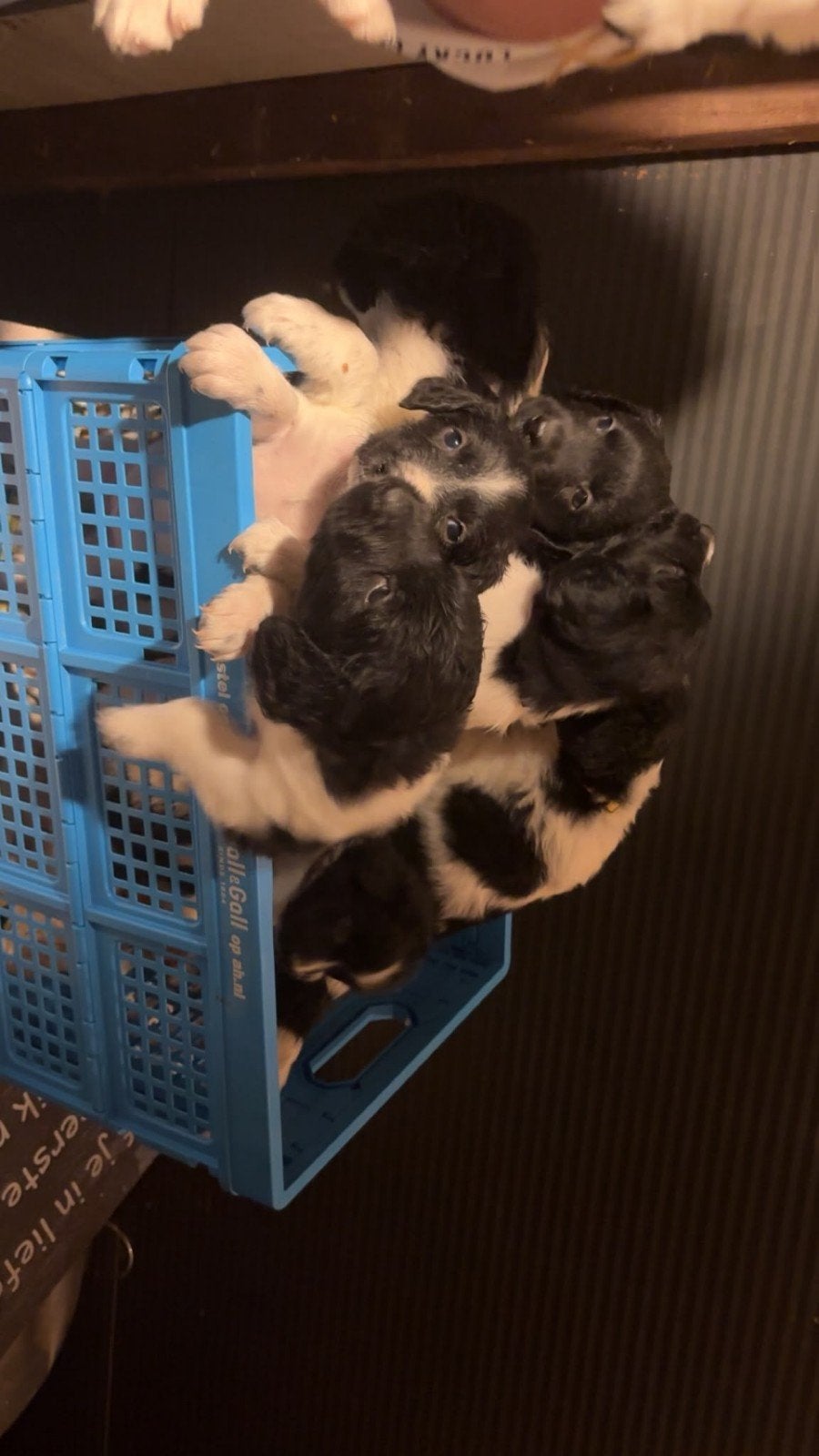 Friese Stabij puppy 's, Parvo, Overige rassen, 8 tot 15 weken, Meerdere