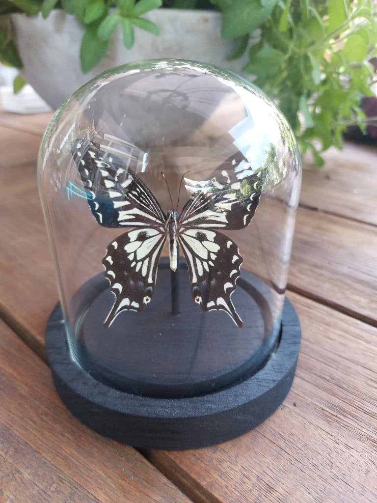 Papilio xuthus vlinder in glazen stolp, Ophalen of Verzenden, Zo goed als nieuw, Insect, Opgezet dier