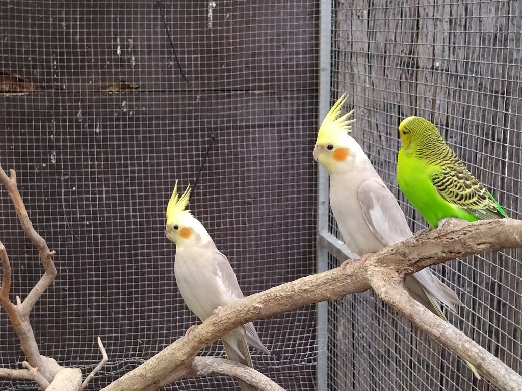 valkparkieten,bourkes,splendid parkieten, Meerdere dieren, Parkiet