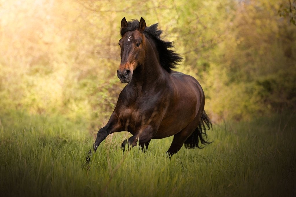 12-jarige prachtige PRE ruin, Dieren en Toebehoren, Met stamboom, Ruin, Dressuurpaard, 160 tot 165 cm