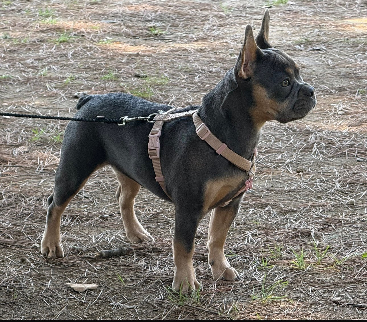 🐾Gezocht Gastgezin  Franse Bulldog🐾, 15 weken tot 1 jaar, CDV (hondenziekte), Teef, Bulldog
