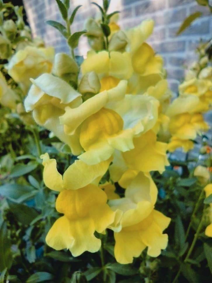 Zaden Leeuwenbekje geel - Antirrhinum majus, Verzenden, Voorjaar, Volle zon, Zaad