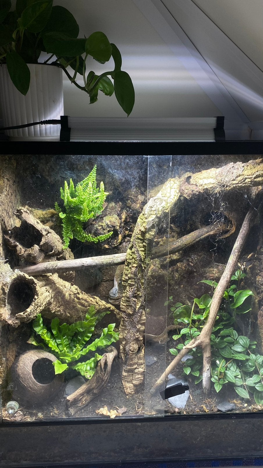 Wimpergekko incl. Paludarium + toebehoeren, Dieren en Toebehoren, Hagedis, Met terrarium, 3 tot 6 jaar