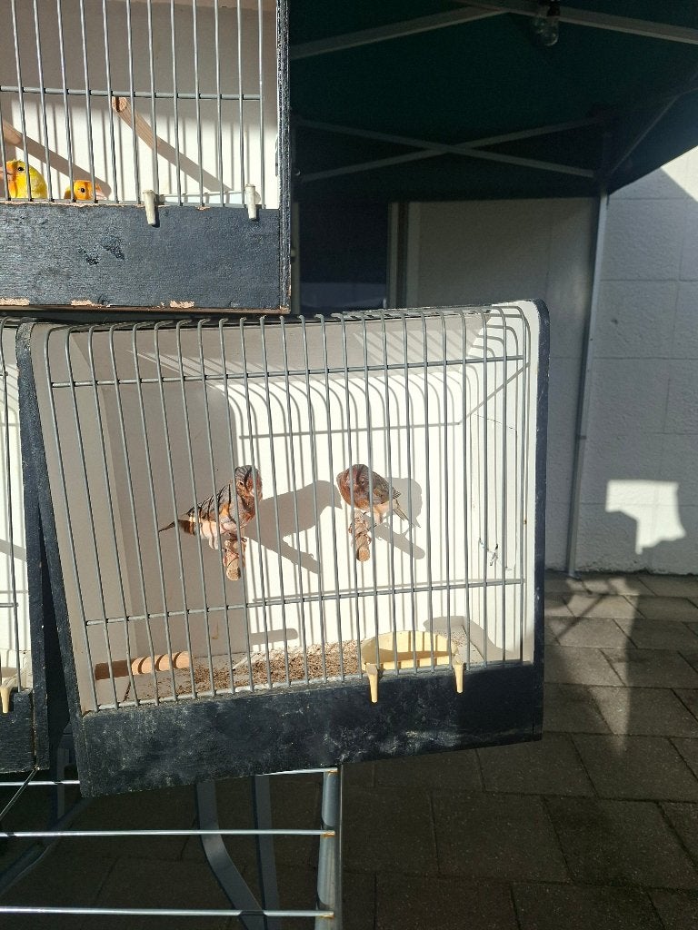 kleur kanaries, Dieren en Toebehoren, Vogels | Kanaries, Meerdere dieren, Kleurkanarie