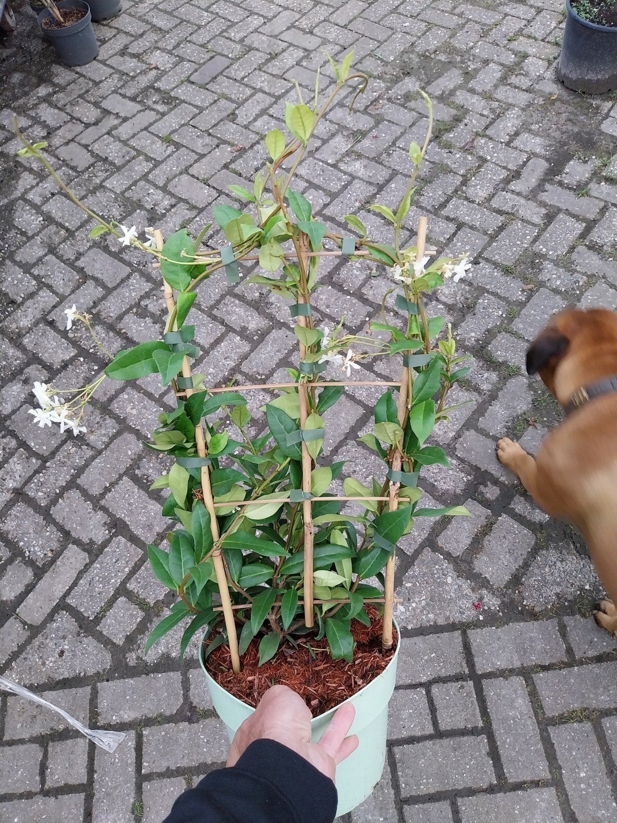 Toscaanse Jasmijn - Geurende Klimplant voor Tuin en Terras, Ophalen, Volle zon, Vaste plant, Klimplanten