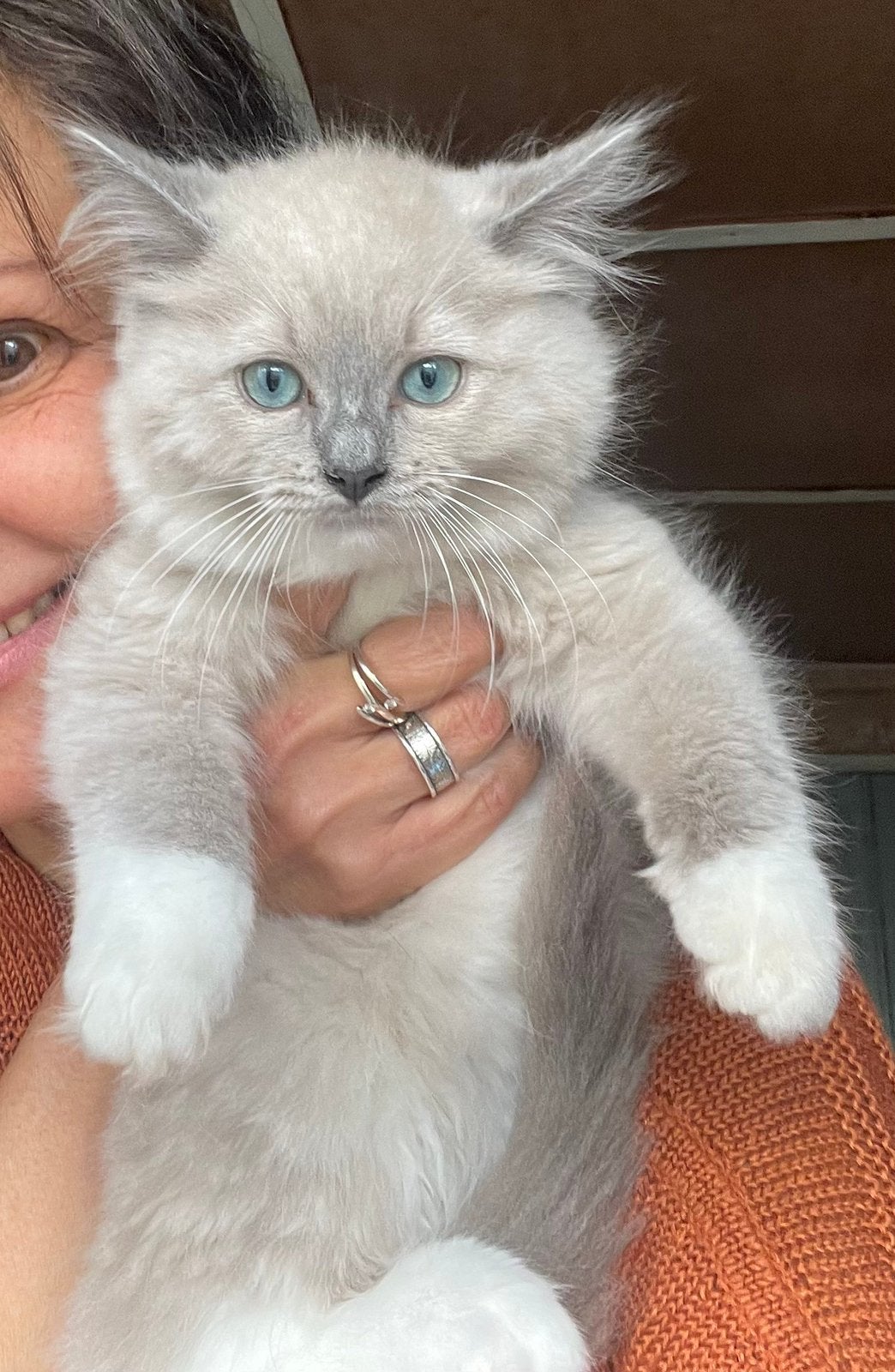 Prachtiche ragdoll kittens, Kater, Gechipt