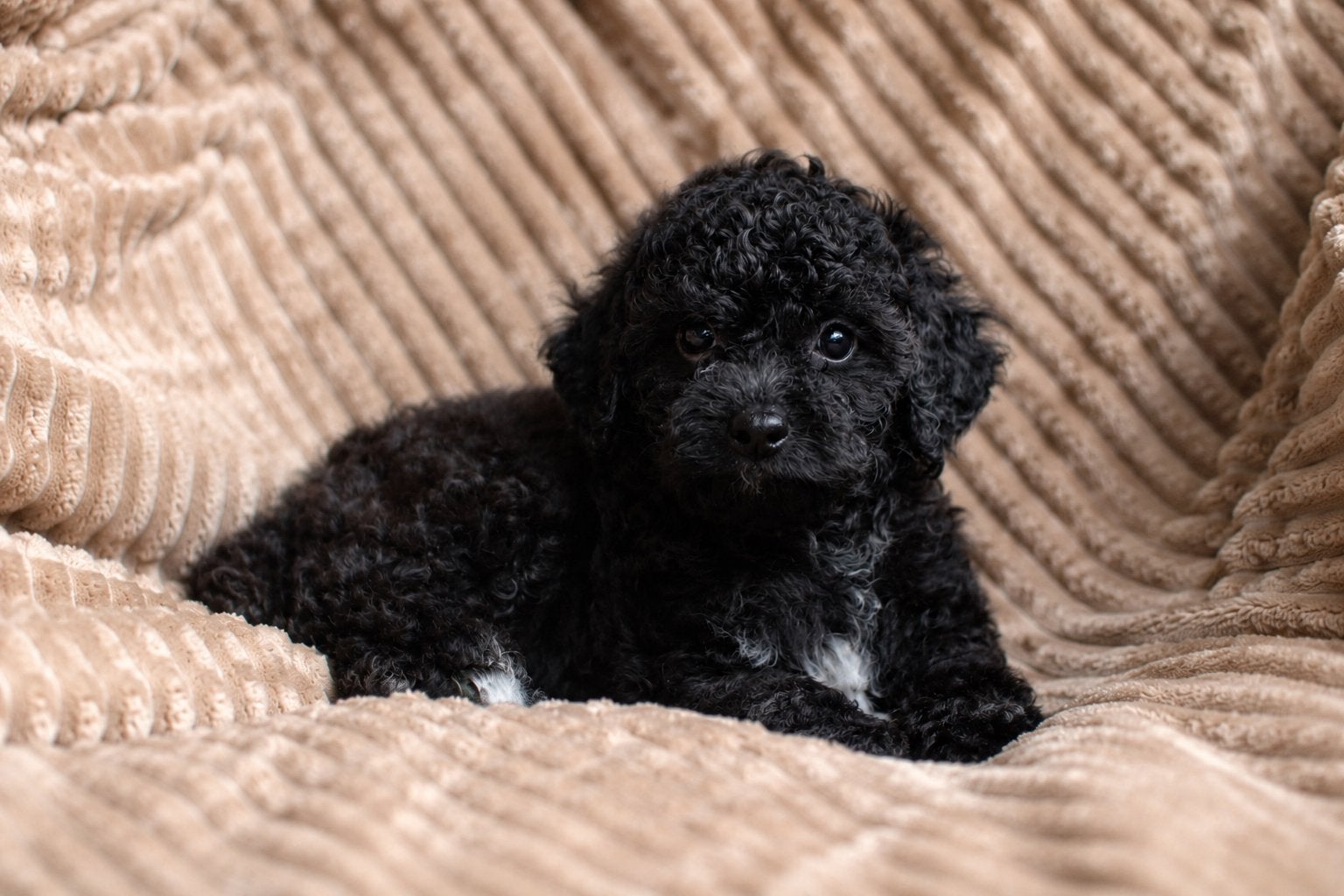 Twee prachtige maltipoo teefjes 🩷, Poedel, Parvo, 8 tot 15 weken, Teef