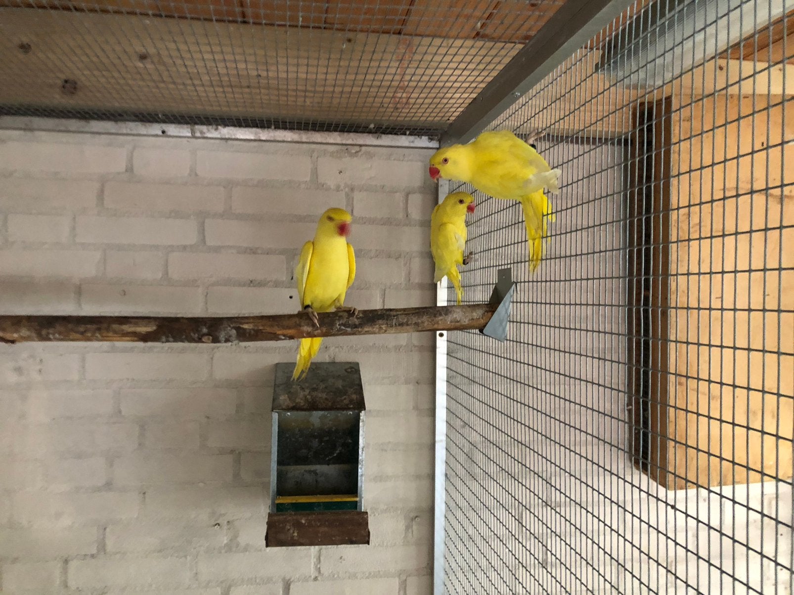 Halsband parkieten lutino, Dieren en Toebehoren, Vogels | Parkieten en Papegaaien, Geslacht onbekend, Parkiet, Geringd