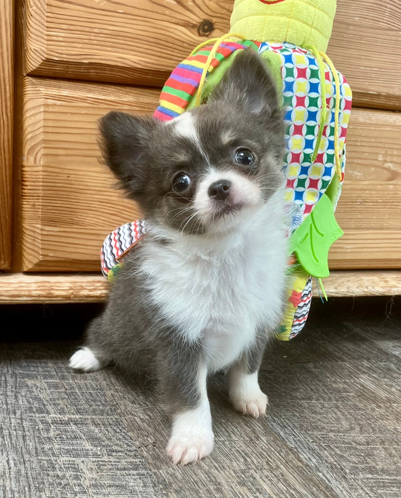 Schattige blauw met wit en tan pup chihuahua / pomeriaan, Nederland, Reu, 8 tot 15 weken, CDV (hondenziekte)
