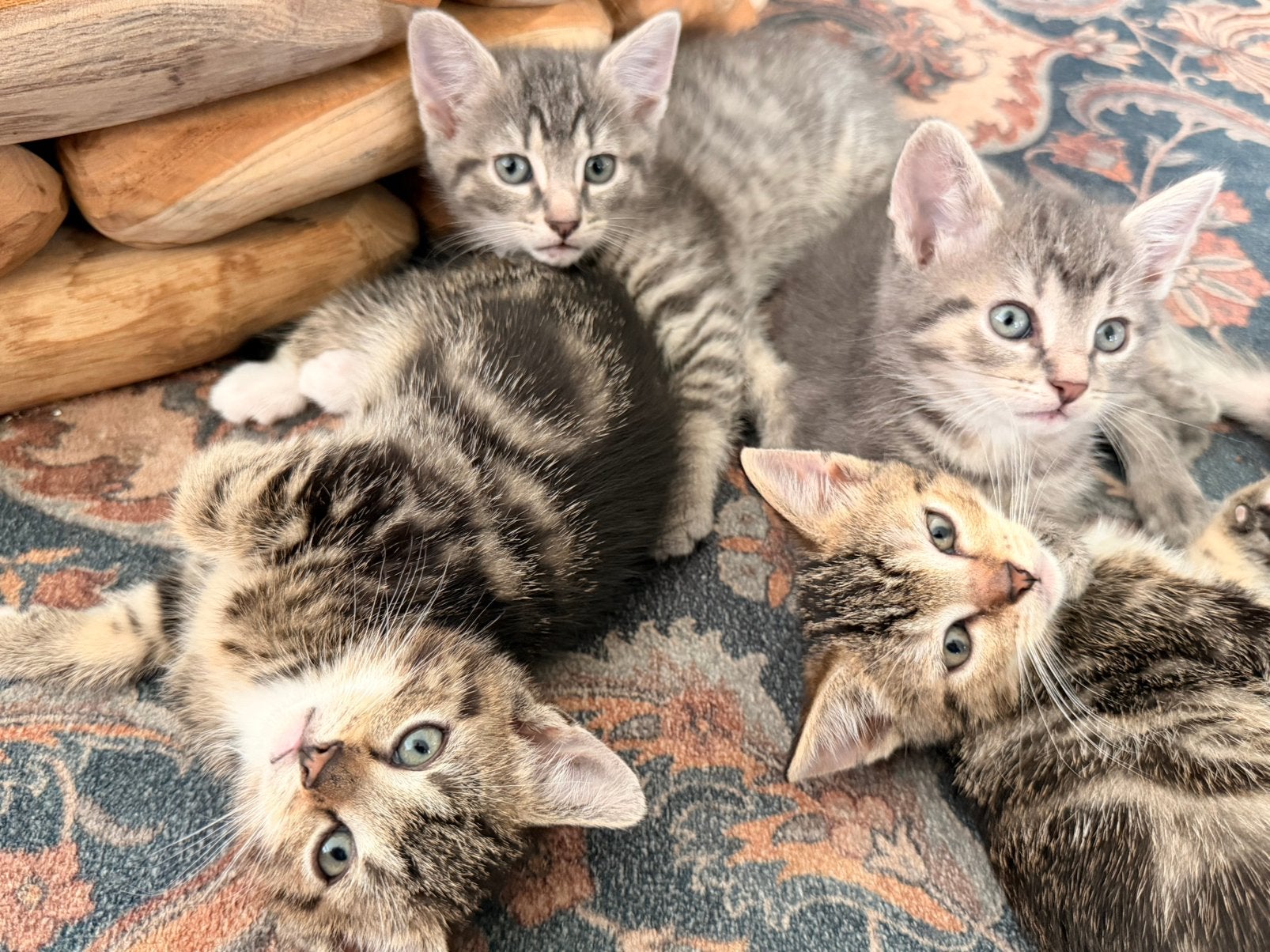 Nog 2 mooie lieve kittens te koop, Dieren en Toebehoren, Katten en Kittens | Overige Katten, Kortharig, 0 tot 2 jaar