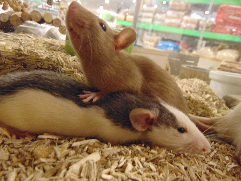 Tamme ratjes in Assen., Rat, Augustus, Meerdere dieren, Tam