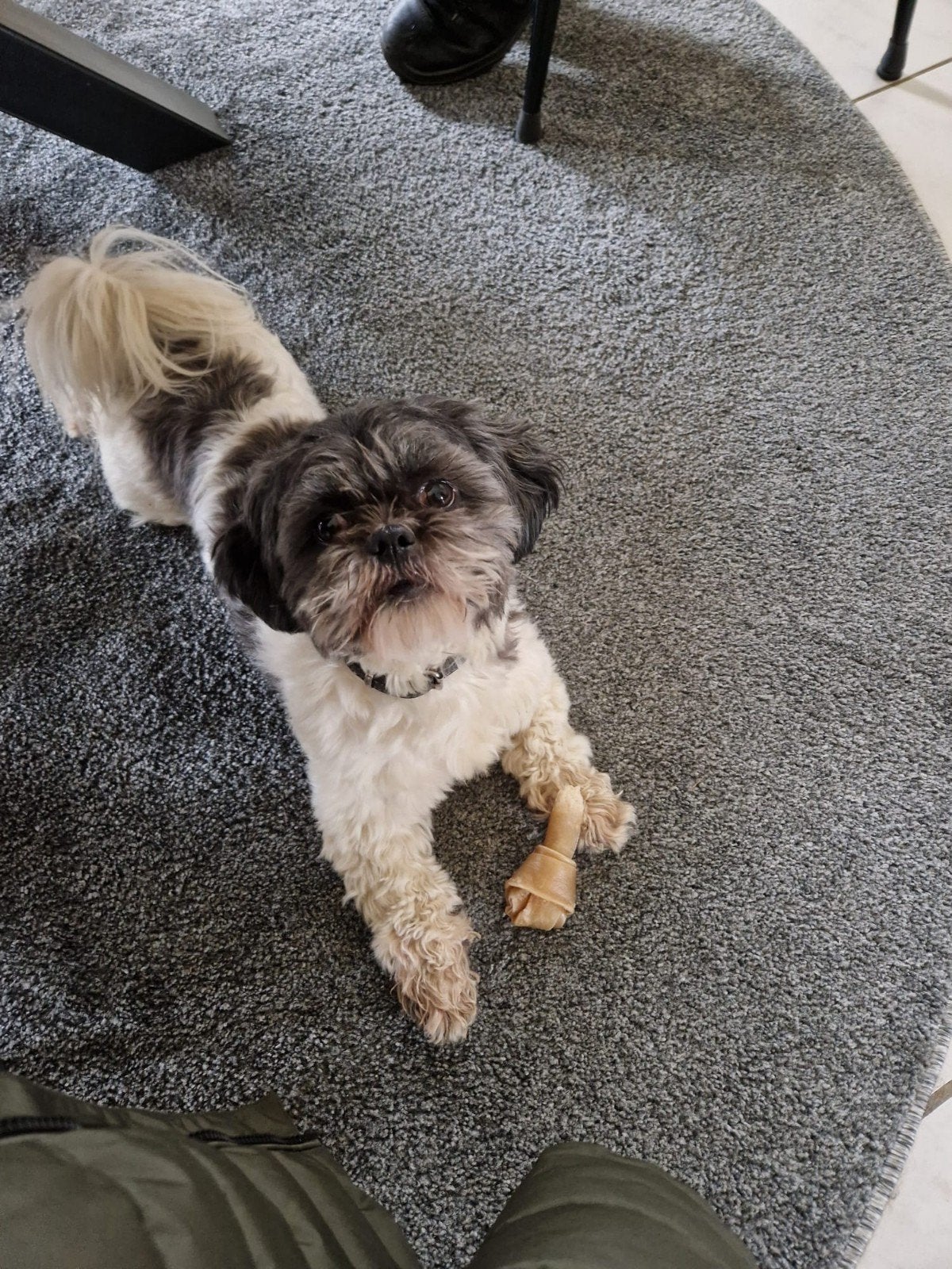 Boomer teefje, Overige rassen, 1 tot 2 jaar, Teef, Eén hond