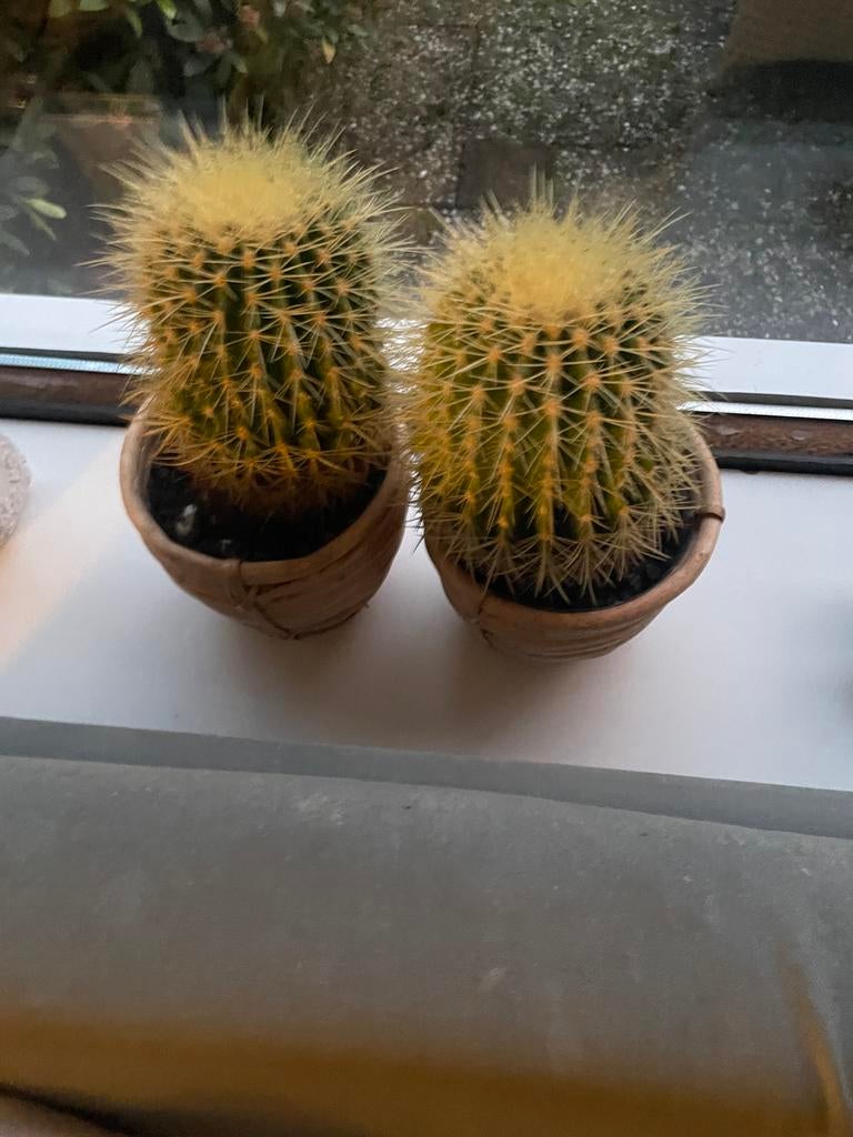 Twee cactussen in pot, Ophalen of Verzenden, Minder dan 100 cm, In pot, Cactus