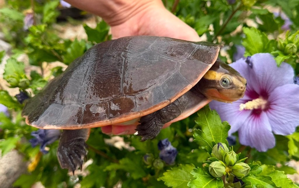 Emydura Subglobosa, met verblijf, Dieren en Toebehoren, Reptielen en Amfibieën, Schildpad, Met terrarium, 3 tot 6 jaar