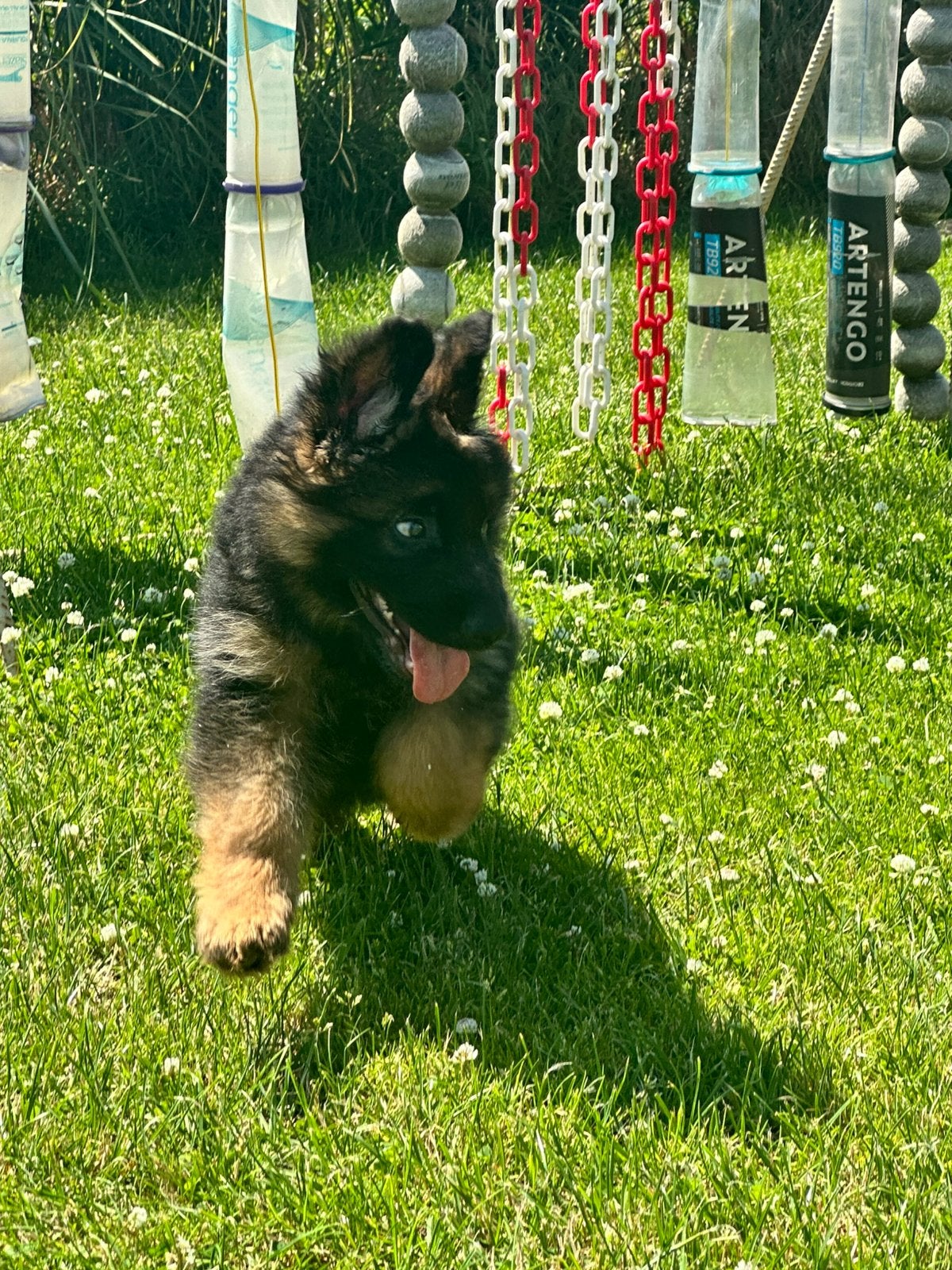 Langhaar duitse herder pup reu, Dieren en Toebehoren, Honden | Herdershonden en Veedrijvers, Parvo, België, Fokker | Hobbymatig