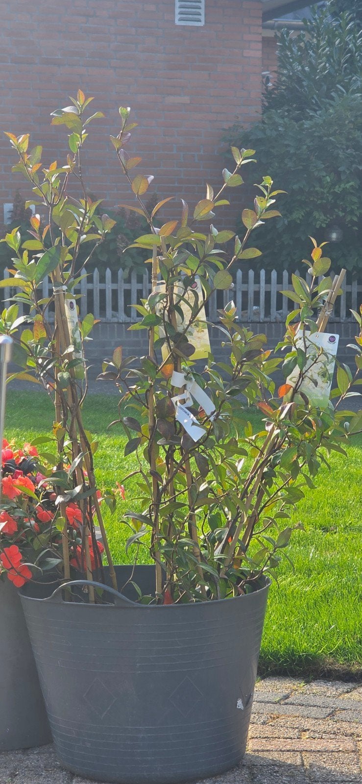 Toscaanse Jasmijn - Prachtige Klimplanten, Ophalen, Volle zon, Vaste plant, Klimplanten