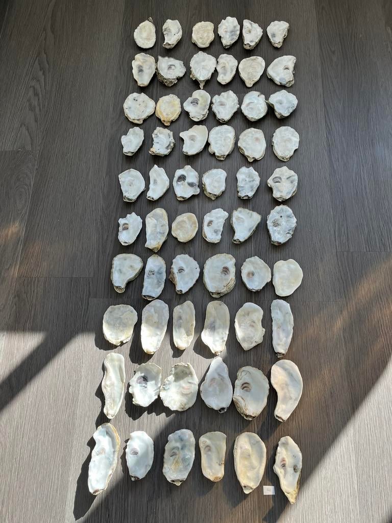 Oesterschelpen, Verzamelen, Ophalen of Verzenden, Schelp(en)