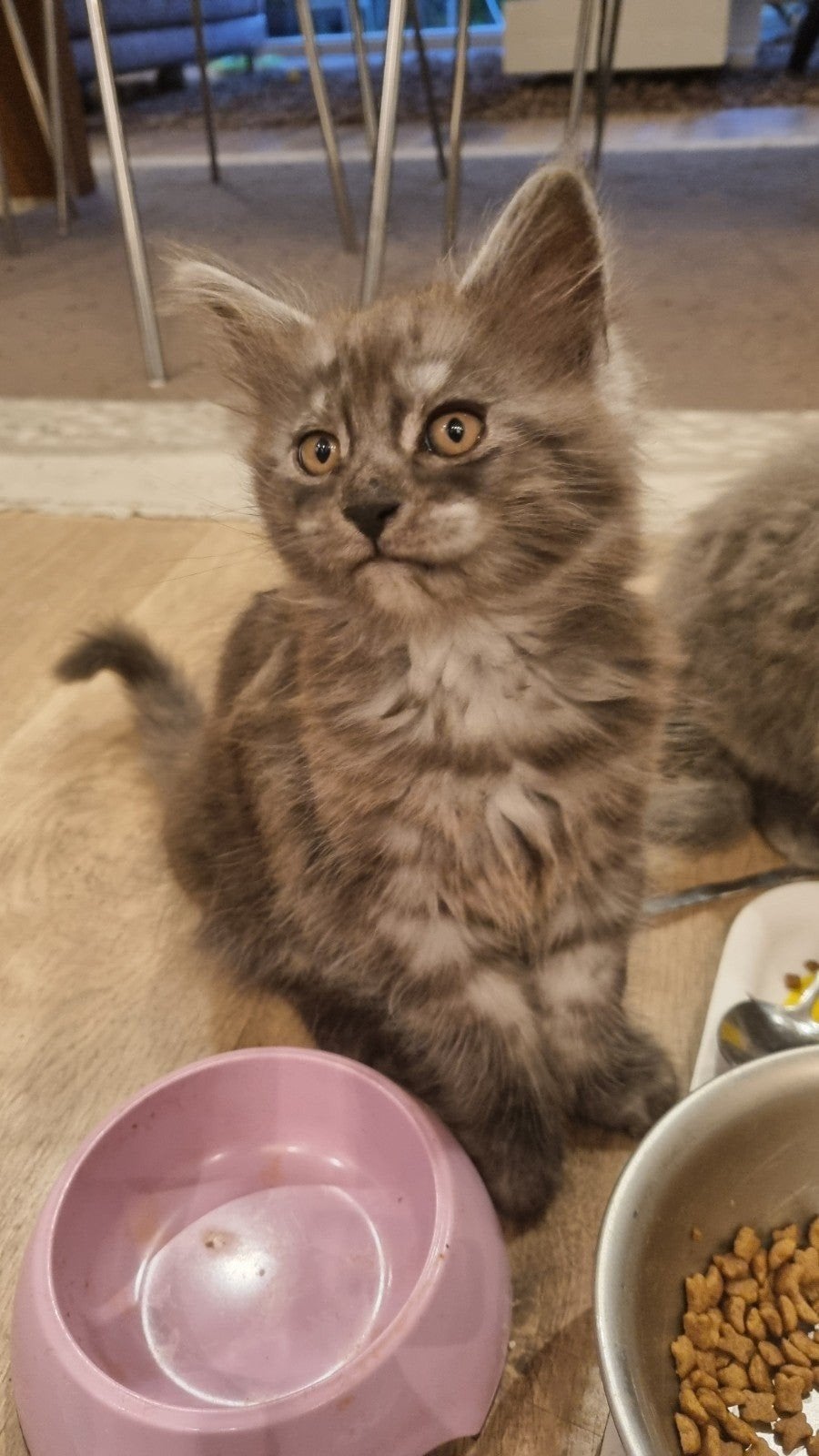 Prachtige Main Coon kittens, Meerdere dieren, Ontwormd, 0 tot 2 jaar