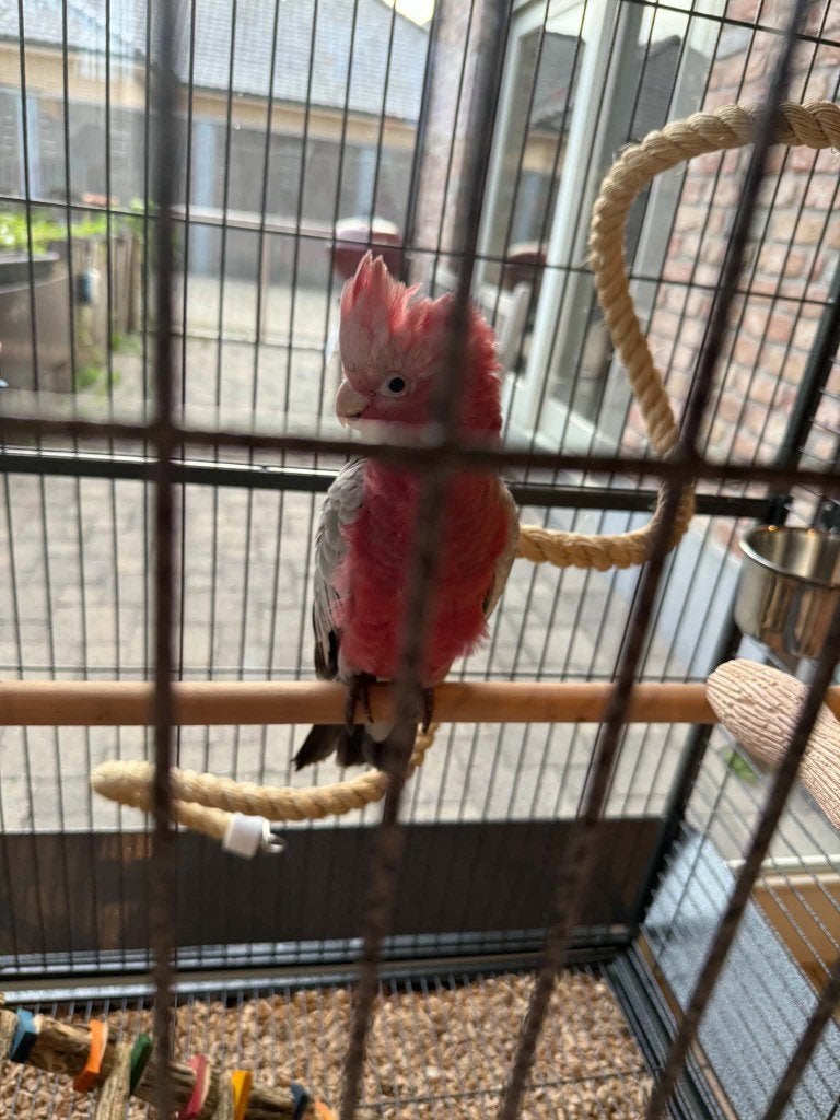 Rosé Kaketoe, Dieren en Toebehoren, Mannelijk, Papegaai, Tam