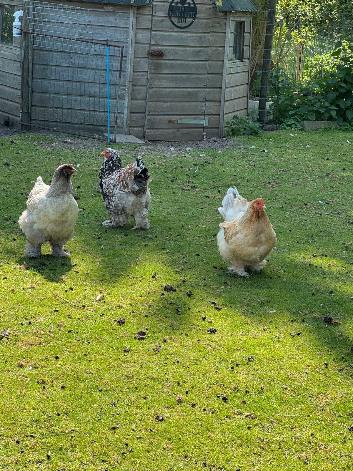 Grote Brahma kippen Lemon Pyle / Porselein / Blauw, Dieren en Toebehoren, Pluimvee, Vrouwelijk, Kip