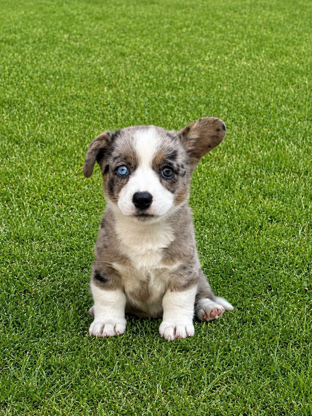 Welsh Corgi Cardigan puppy’s, Dieren en Toebehoren, Honden | Herdershonden en Veedrijvers, Parvo, 8 tot 15 weken, Meerdere, Meerdere dieren