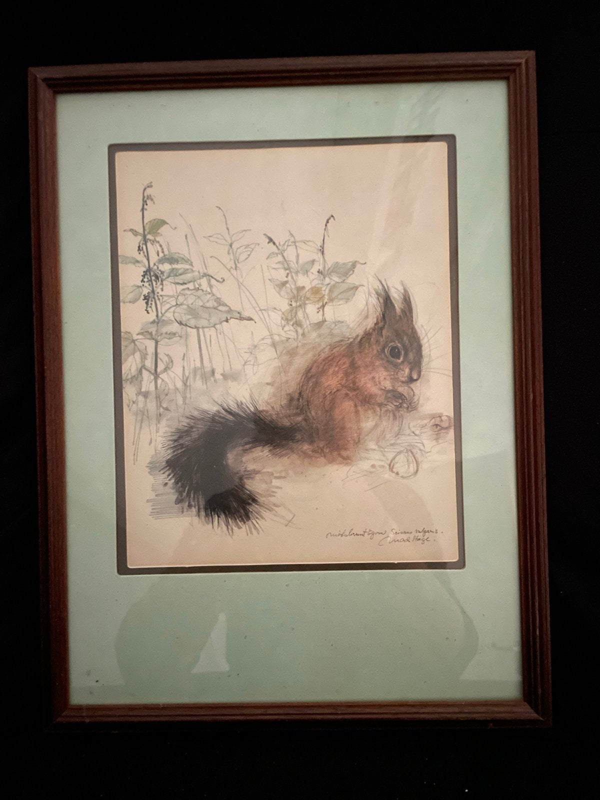 Ingelijste tekening van eekhoorn, Ophalen of Verzenden