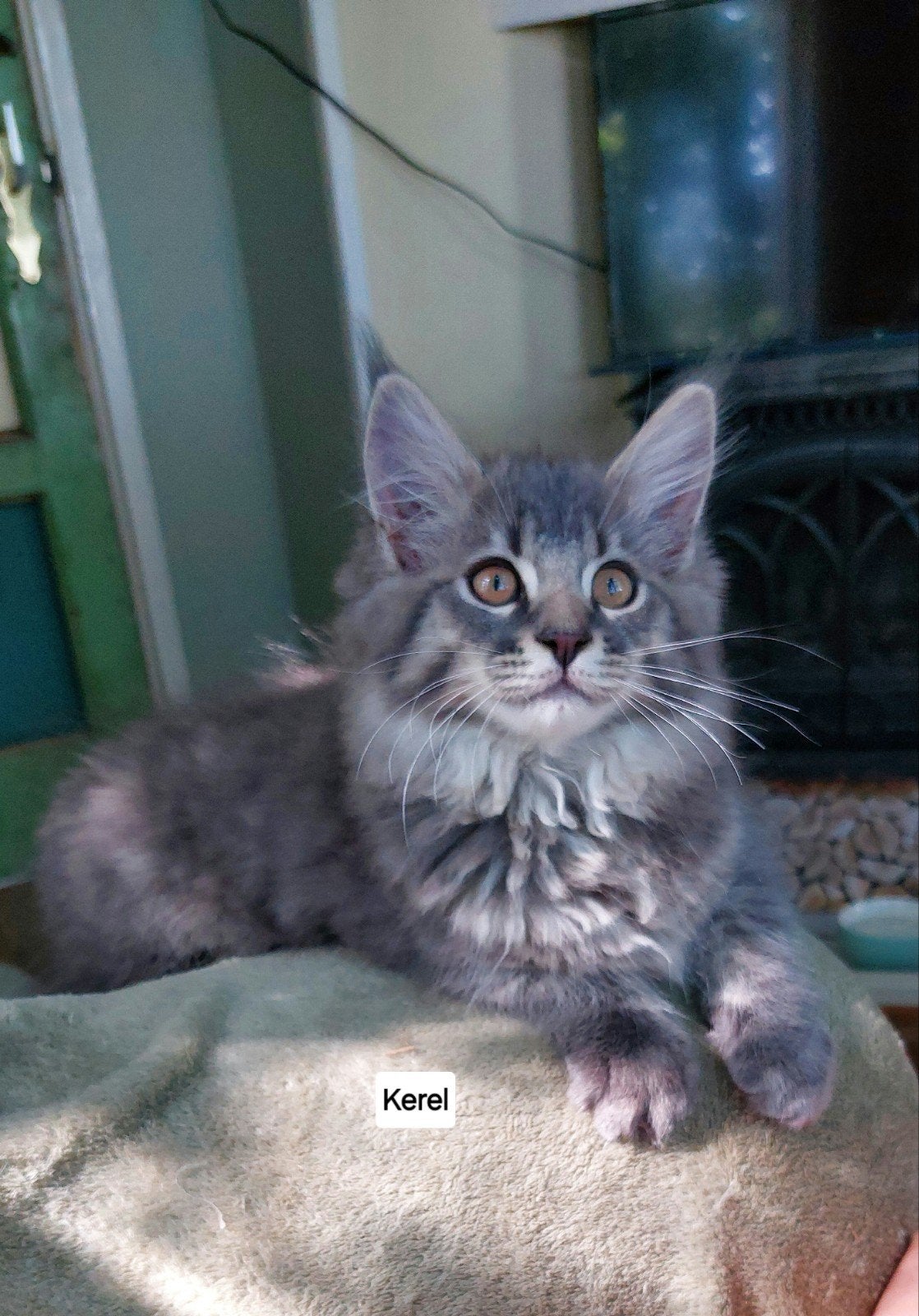 maine coon kittens 100%, Meerdere dieren, Ontwormd, 0 tot 2 jaar