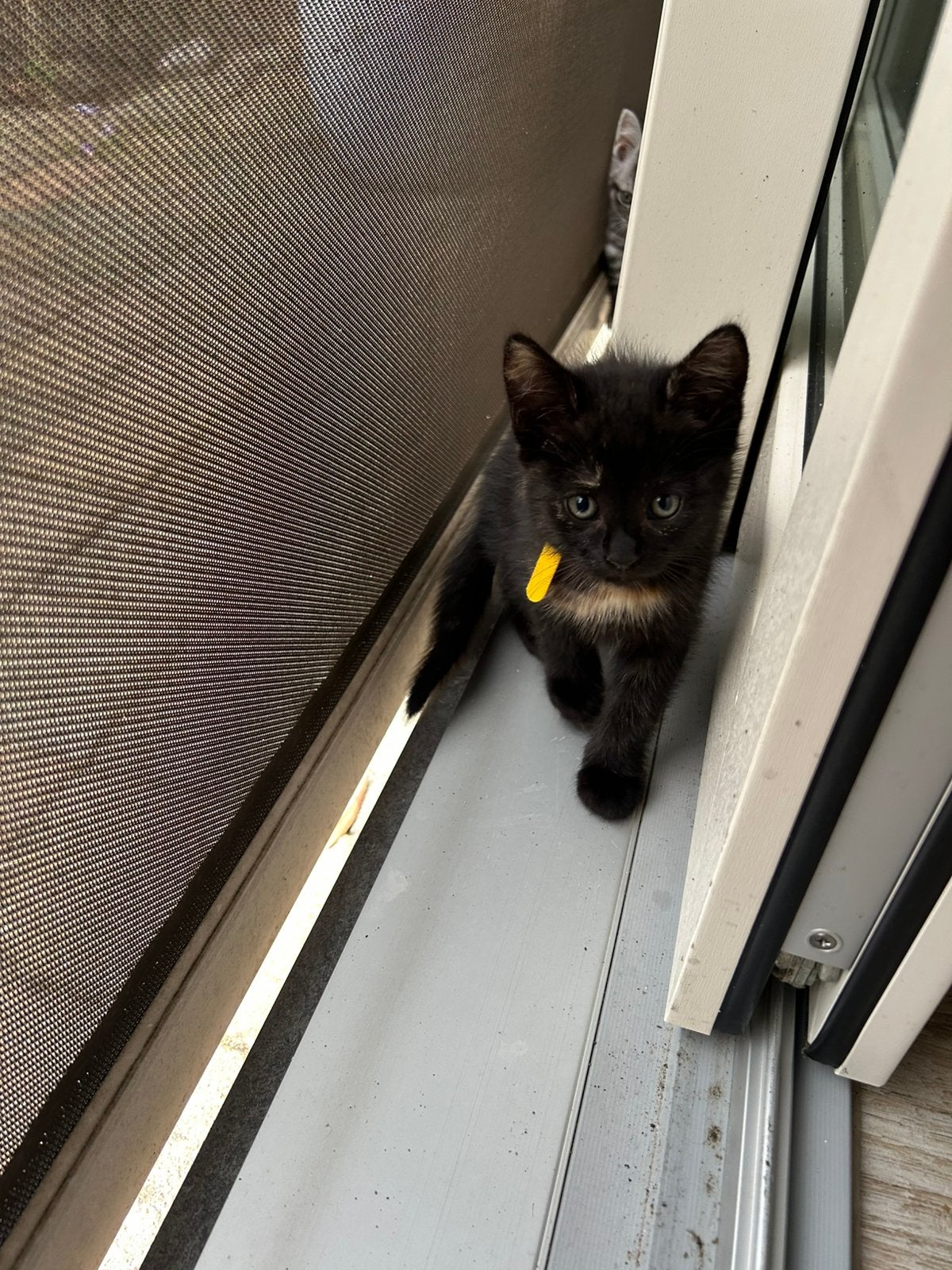 Een Britse langhaar kitten, Dieren en Toebehoren, Meerdere dieren, Langharig, 0 tot 2 jaar