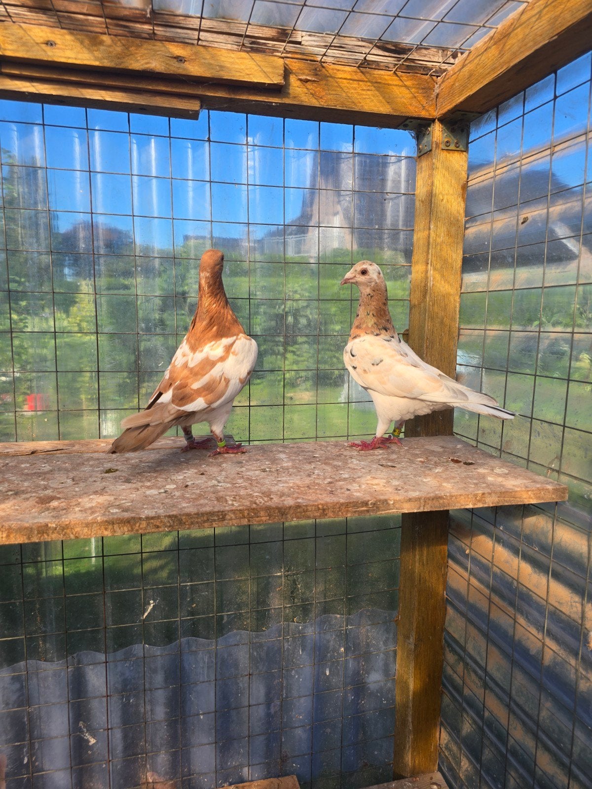 Almond postduiven duiven te koop, Dieren en Toebehoren, Meerdere dieren, Postduif