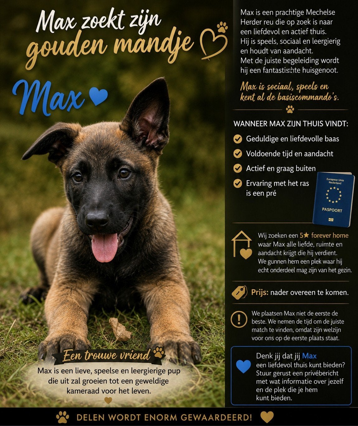 Max Zoekt Zijn Goud Mandje, Dieren en Toebehoren, Honden | Herdershonden en Veedrijvers, HCC (leverziekte), Reu, 8 tot 15 weken