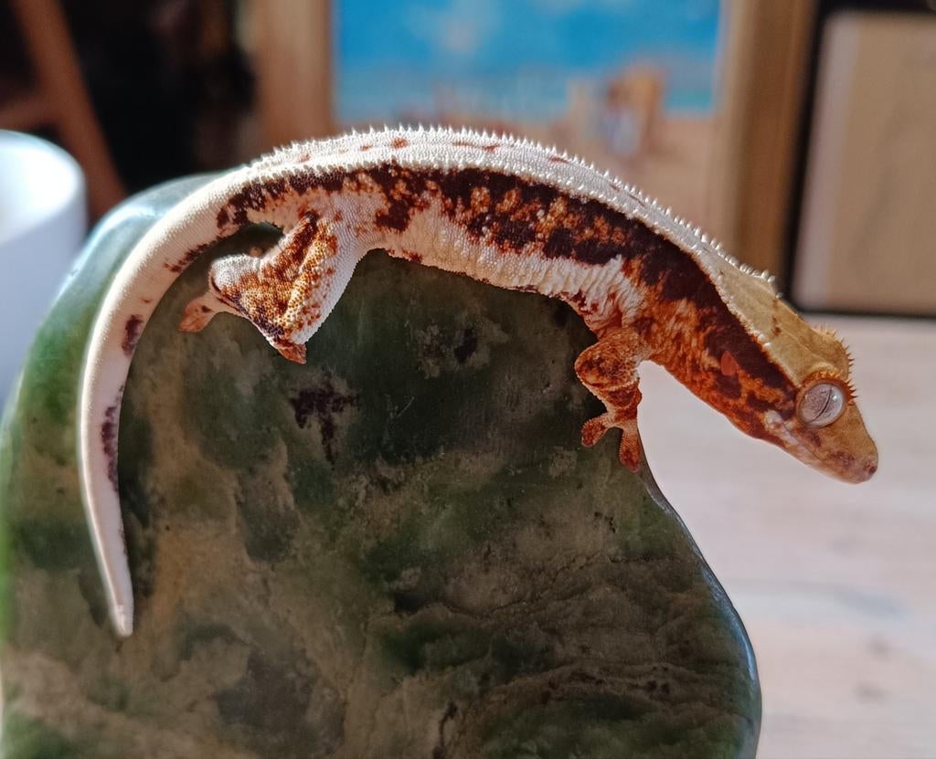 Wimpergekko nakweek 2025 pos fem Lillywhite Crested Gecko - female for sale from Sabrina