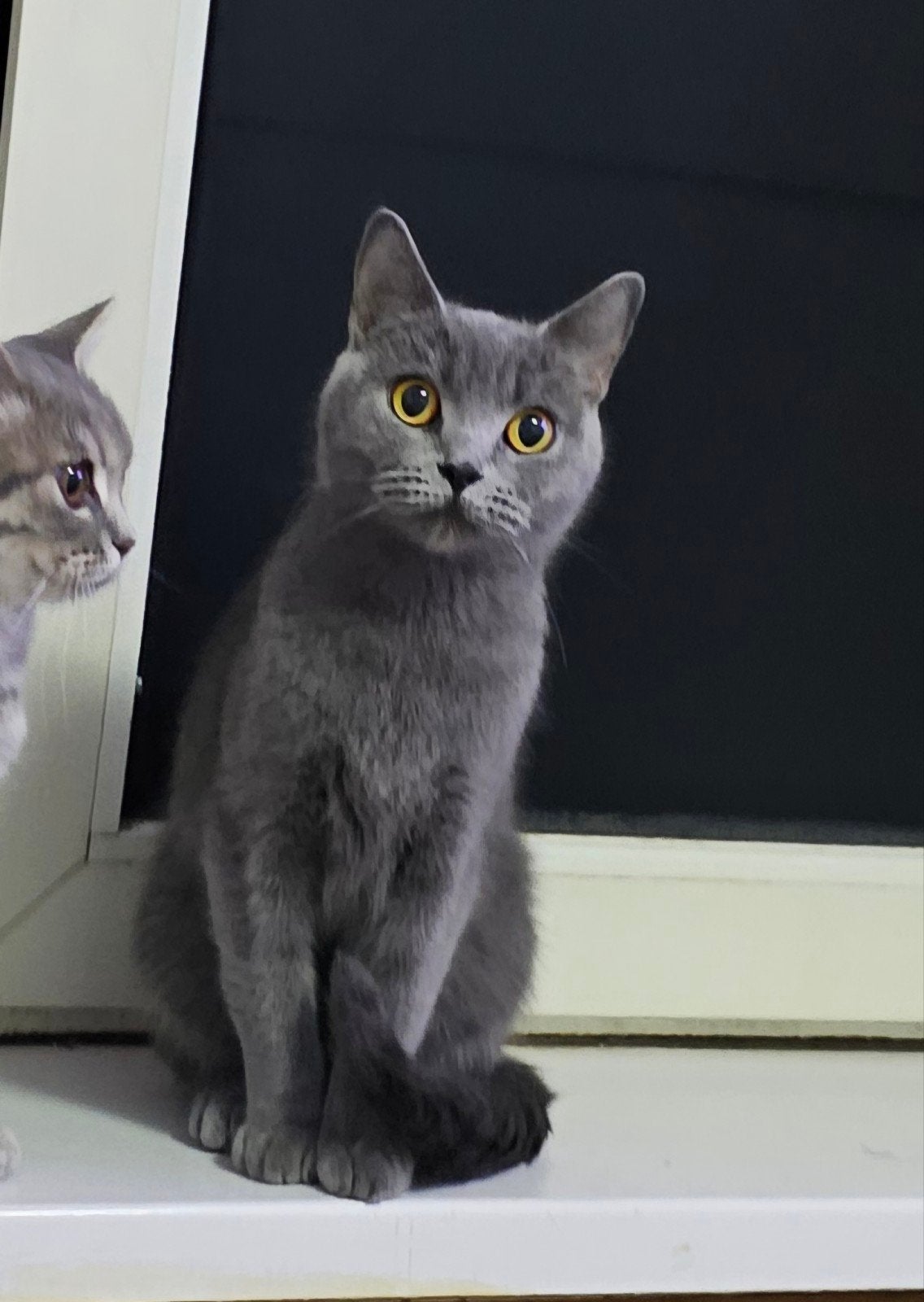 vermist kat, Kat