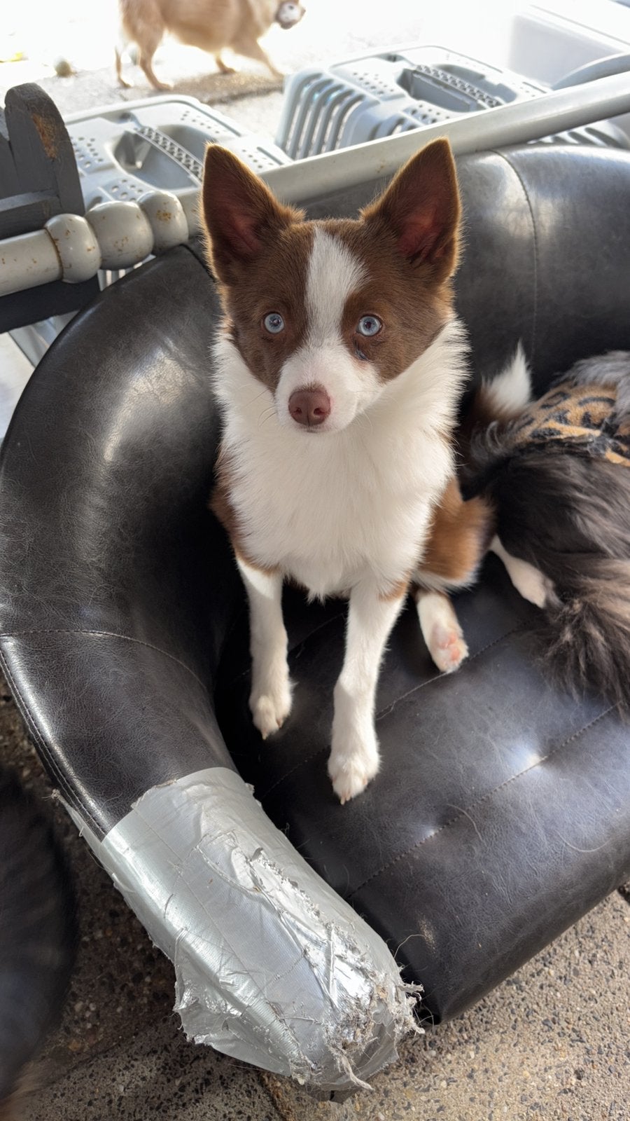Pomsky reu 750 euro, Keeshond, Reu, CDV (hondenziekte), 1 tot 2 jaar