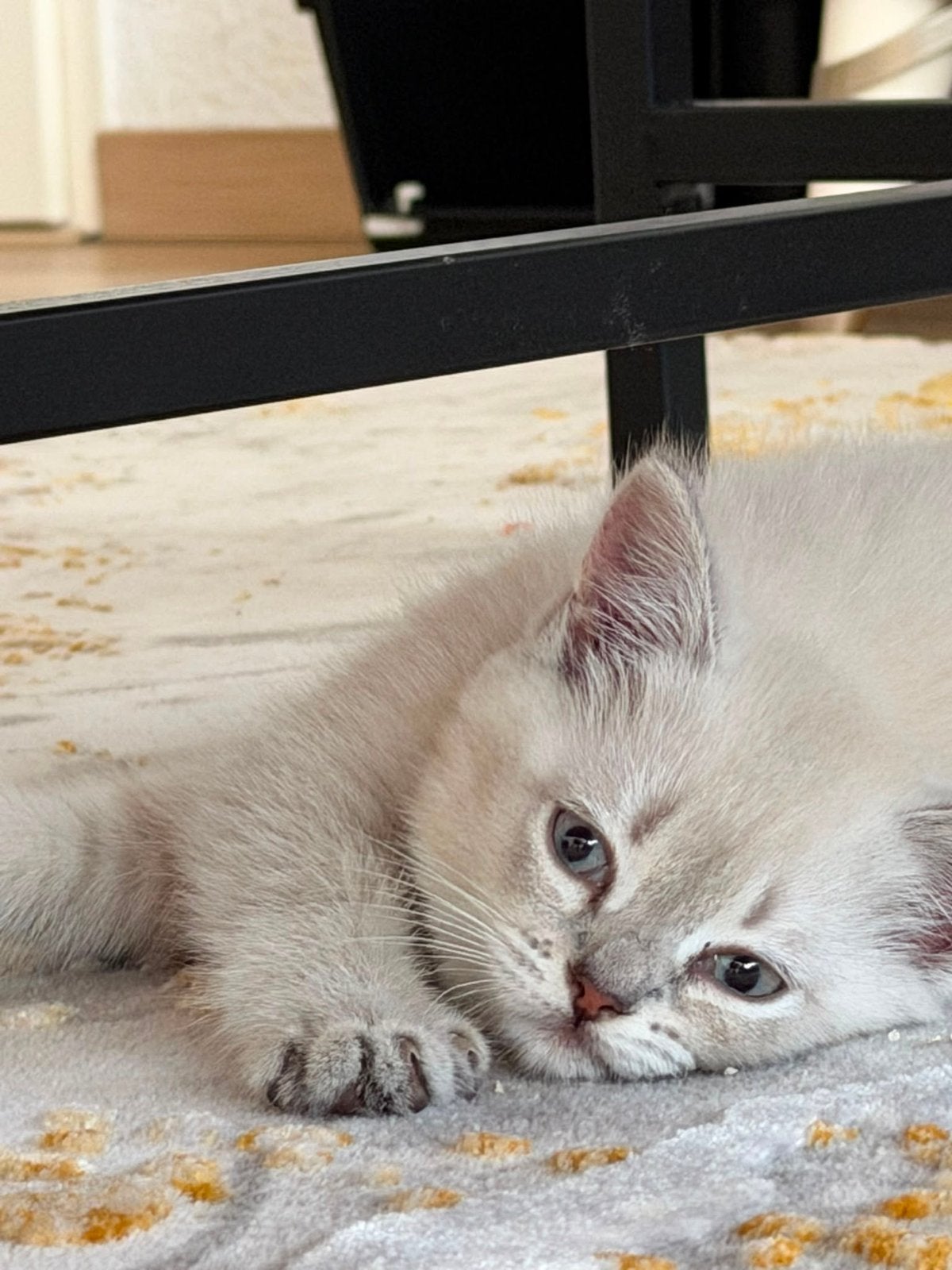 Britse korthaar kitten - Silver shaded
