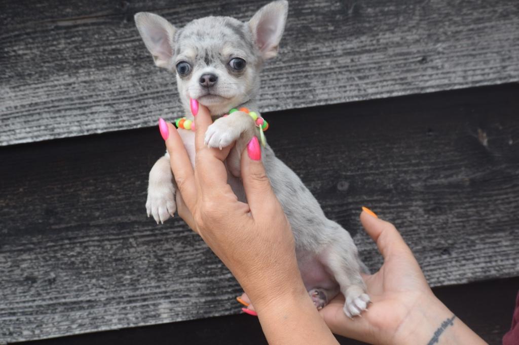 Chihuahua pups kies hier uw kleurtje, 15 weken tot 1 jaar, Buitenland, Parvo, Meerdere