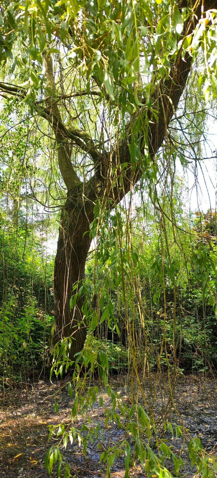 Boomstam Hout - Stoken of voor houtbewerking, Tuin en Terras, Planten | Bomen, Bloeit niet, Overige soorten, 400 cm of meer, Ophalen