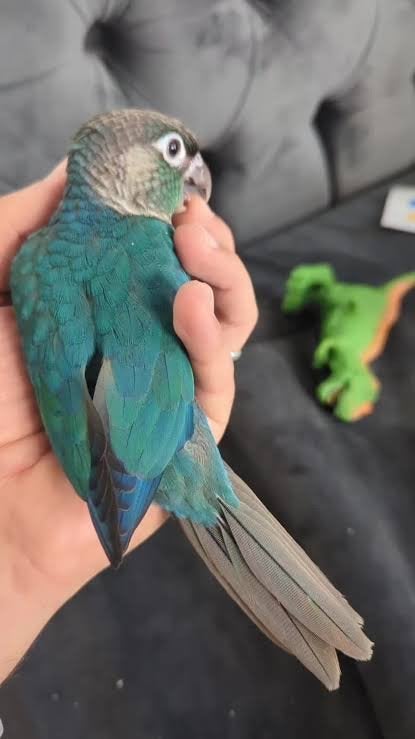Pyrrhura Conure - Parkiet, Dieren en Toebehoren, Vogels | Parkieten en Papegaaien, Mannelijk, Parkiet