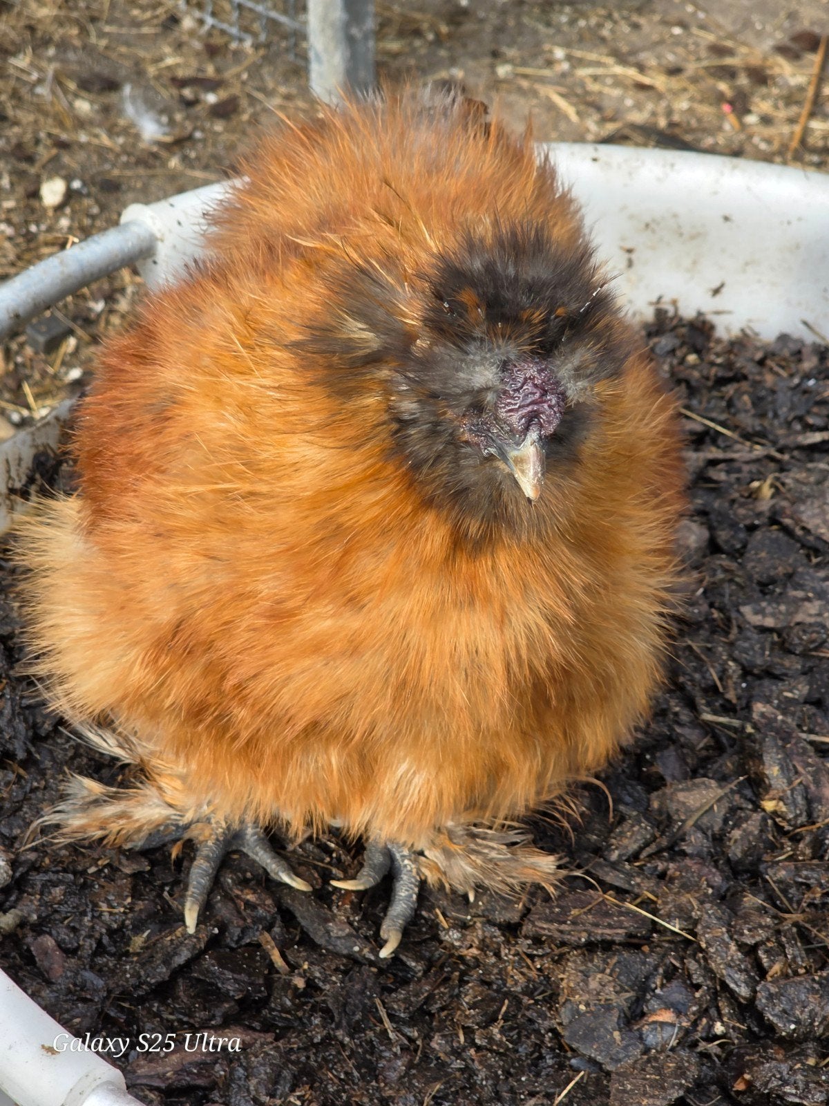 4 lieve zijdehoentjes, Meerdere dieren, Kip