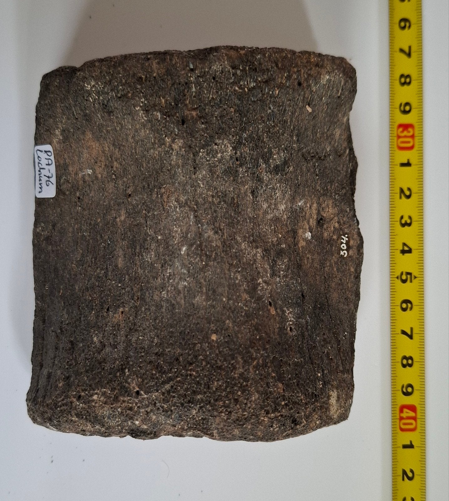 Gefossiliseerde Walviswervel - Mioceen/Plioceen Lochem, Verzamelen, Mineralen en Fossielen, Ophalen of Verzenden, Fossiel