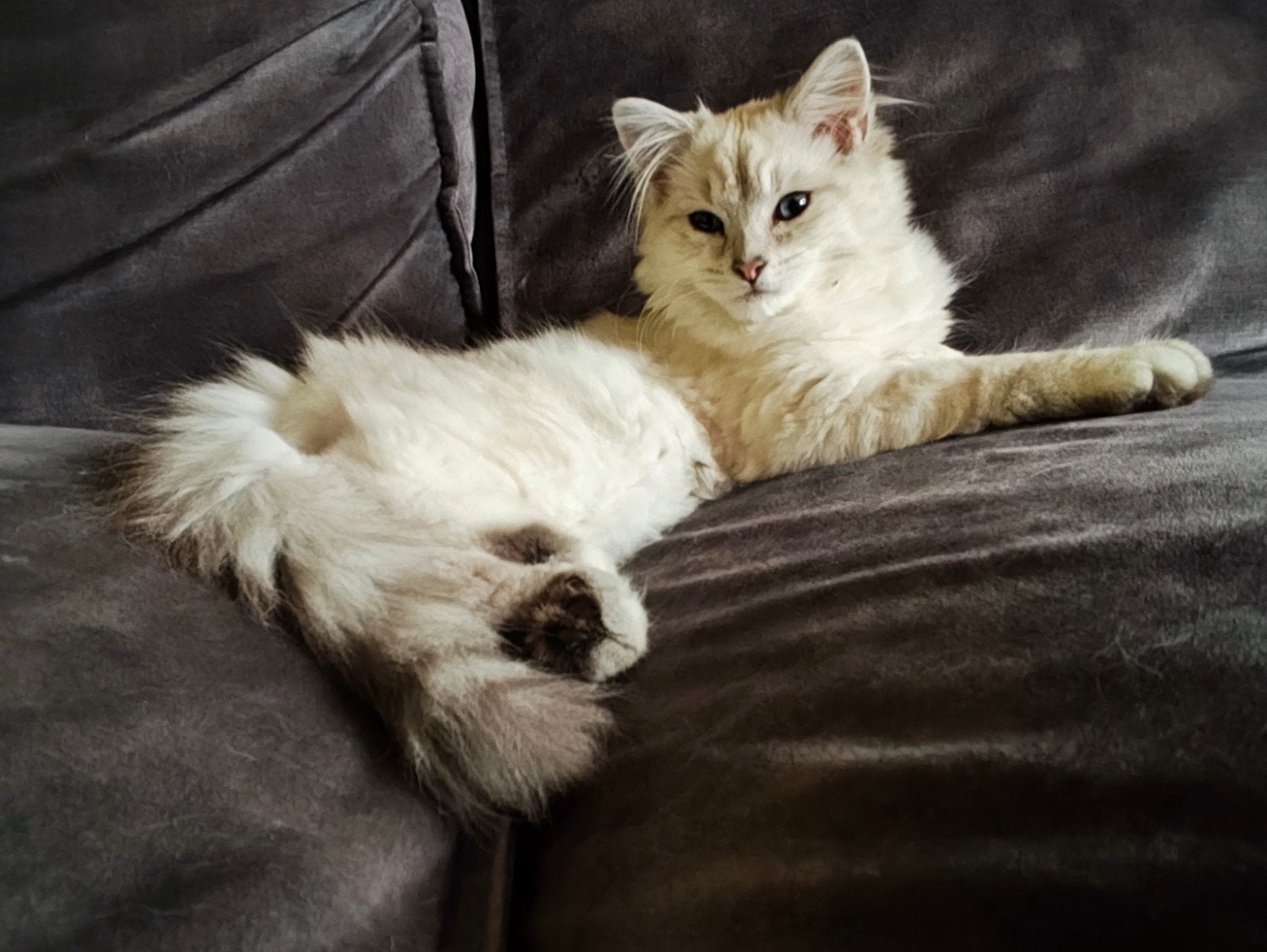 Siberische kitten, Poes, Gechipt, 0 tot 2 jaar