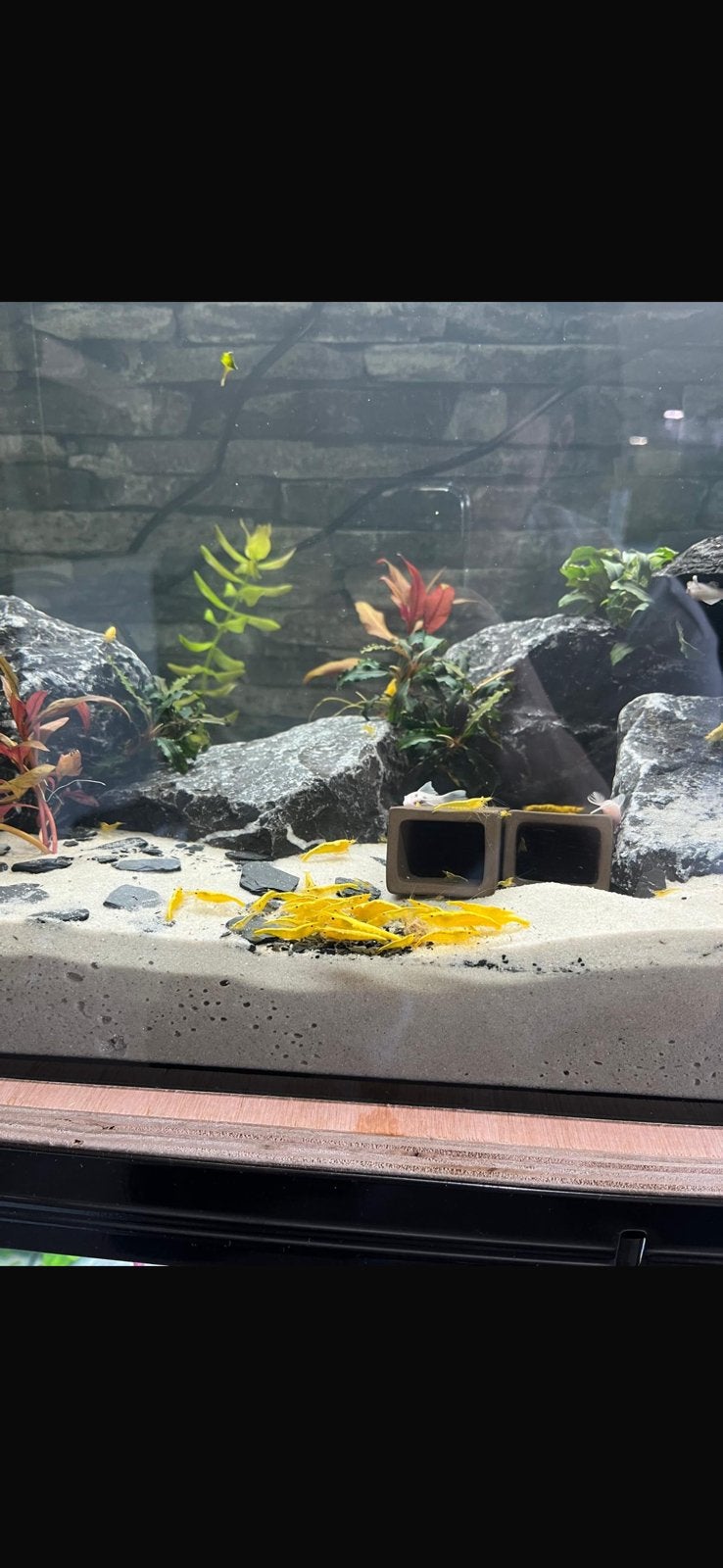 Super yellow backline garnalen!! 🦐, Dieren en Toebehoren, Kreeft, Krab of Garnaal