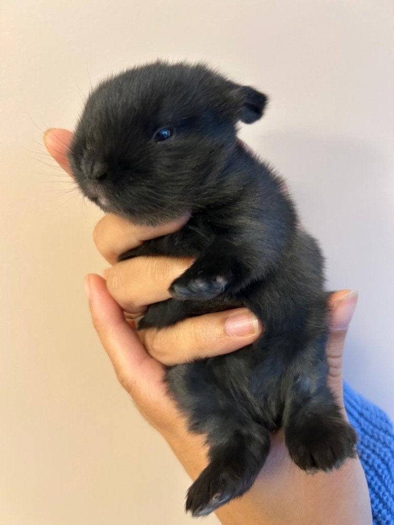 Konijnen, Dieren en Toebehoren, Konijnen, Vrouwelijk, Middelgroot, 0 tot 2 jaar