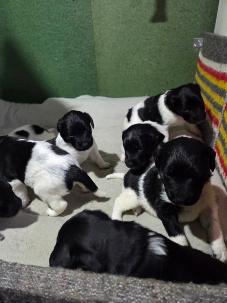 8 Prachtige Friese Stabij Pups, Overige rassen, 8 tot 15 weken, CDV (hondenziekte), Meerdere