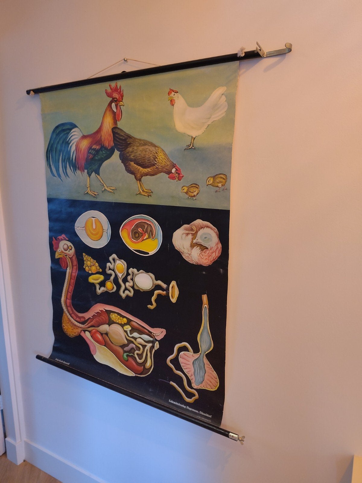 Vintage schoolplaat kip en haan - Lehrmittelverlag Hagemann, Antiek en Kunst, Ophalen