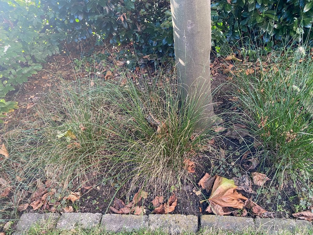 30 x Pennisetum (grassen), Ophalen, Vaste plant, Siergrassen, Halfschaduw