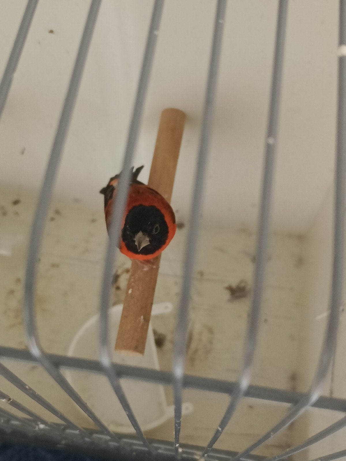 Te koop kapoetsensijs, Dieren en Toebehoren, Mannelijk