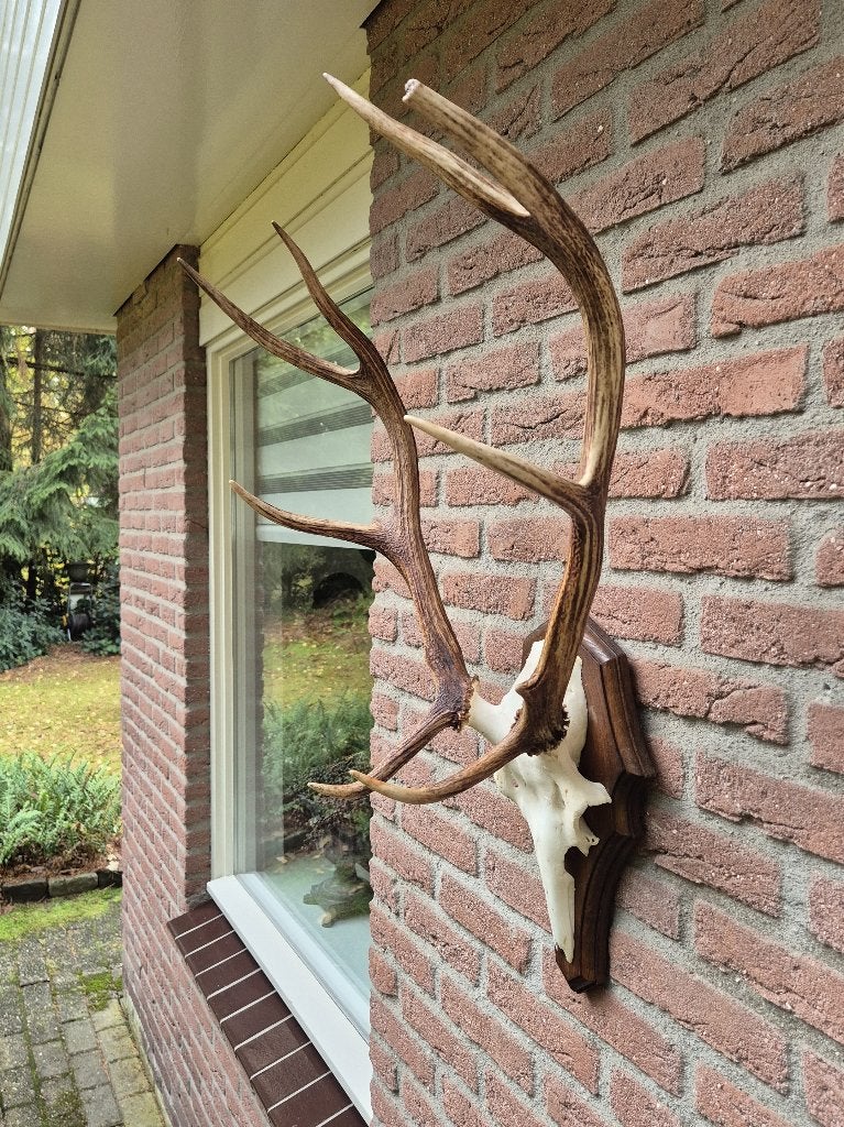 Edelhert Gewei Hoge Veluwe, Compact & Sfeervol jacht mancave, Verzamelen, Ophalen, Zo goed als nieuw, Hert, Gewei of Kop