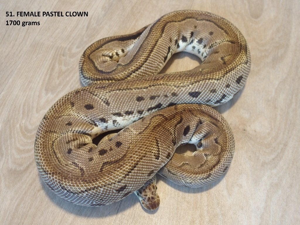 Koningspythons halfwas en volwassen kweekdieren deel 3 Ball Python photo 4